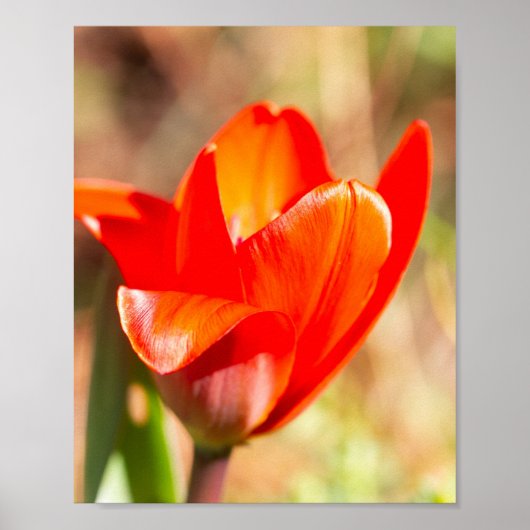 Red Tulip Blossom Poster (Voorkant)