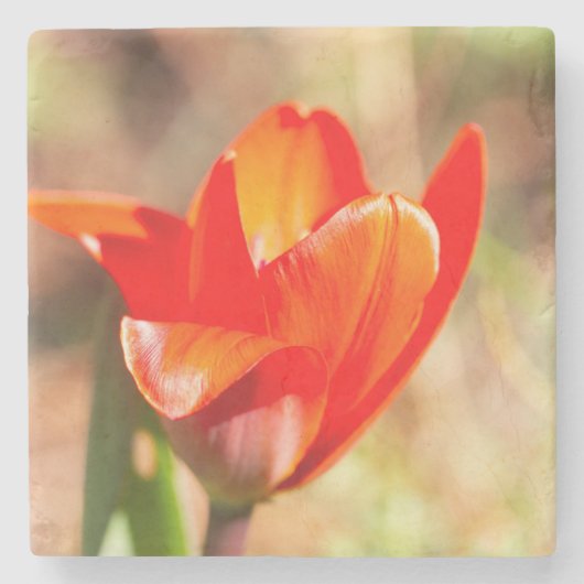Red Tulip Blossom Stenen Onderzetter (Voorkant)