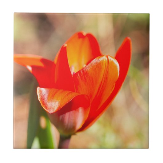 Red Tulip Blossom Tegeltje (Voorkant)
