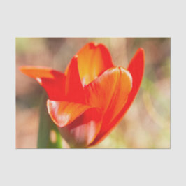 Red Tulip Blossom Tissuepapier