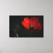 Red Tulip Canvas Afdruk (Voorkant)