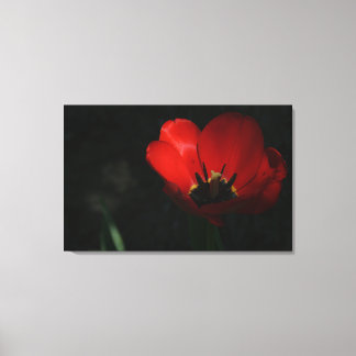 Red Tulip Canvas Afdruk