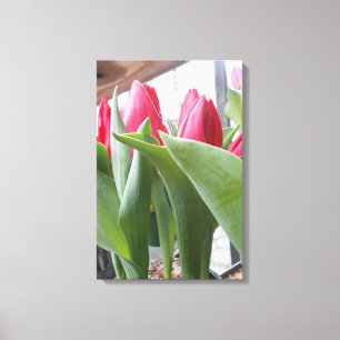 Red Tulip Canvas Afdruk