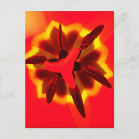 Red Tulip Center Briefkaart (Voorkant)