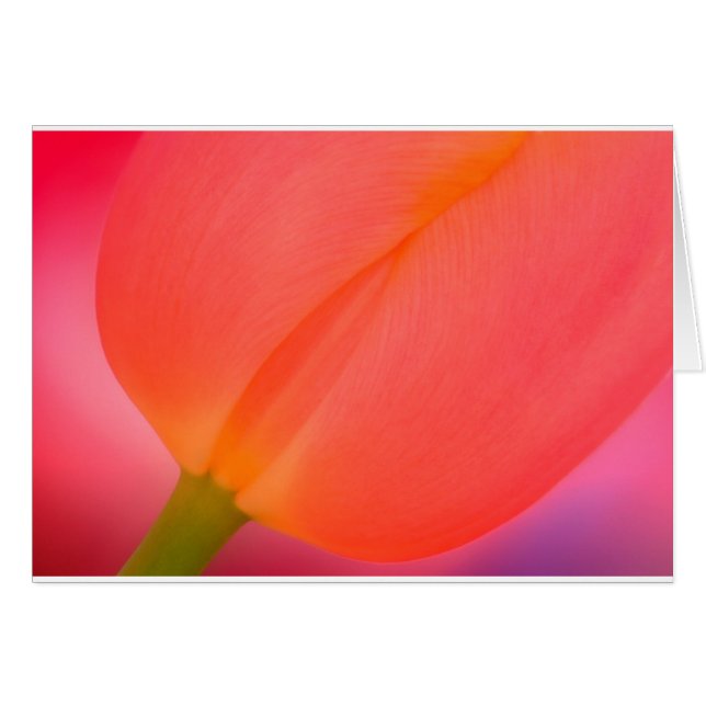 Red Tulip Close-up (Voorkant Horizontaal)