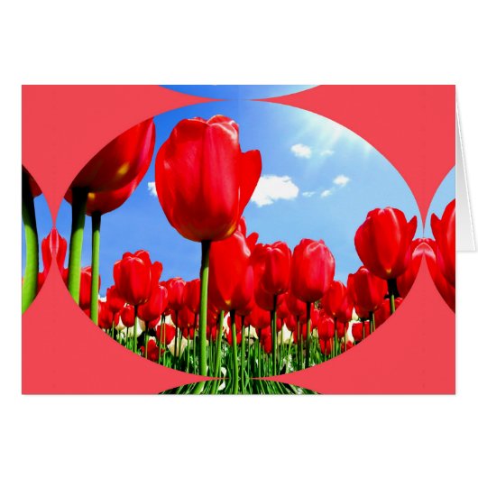Red Tulip Delight (Voorkant Horizontaal)