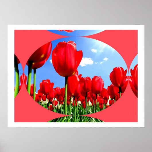 Red Tulip Delight Poster (Voorkant)