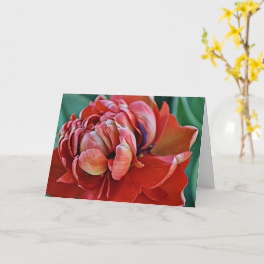 Red Tulip en Kaart voor scripts (Gele Bloem)