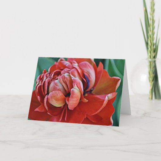 Red Tulip en Kaart voor scripts (Voorkant)