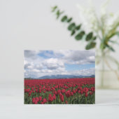 Red Tulip Field Briefkaart (Staand voorkant)