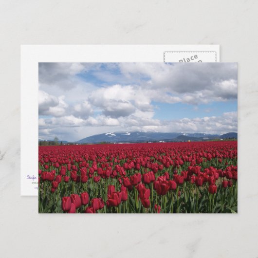 Red Tulip Field Briefkaart (Voorkant / Achterkant)