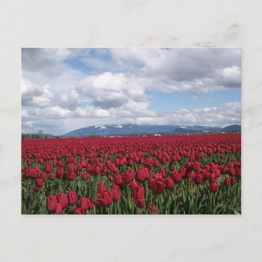 Red Tulip Field Briefkaart (Voorkant)