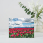 Red Tulip Field Briefkaart (Staand voorkant)
