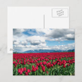 Red Tulip Field Briefkaart (Voorkant / Achterkant)