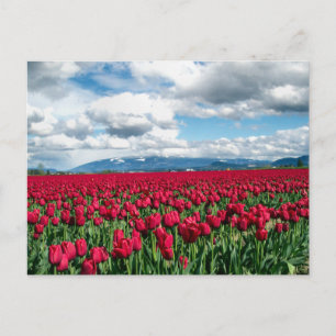 Red Tulip Field Briefkaart