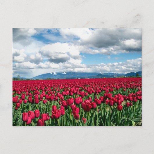 Red Tulip Field Briefkaart (Voorkant)