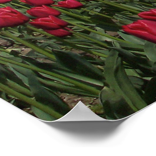 Red Tulip Field Poster (Hoek)
