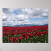 Red Tulip Field Poster (Voorkant)