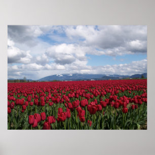 Red Tulip Field Poster