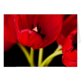 Red Tulip Flowers Black Background Floral