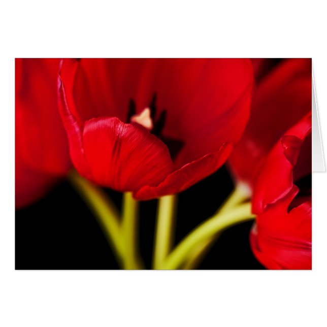 Red Tulip Flowers Black Background Floral (Voorkant Horizontaal)