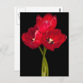 Red Tulip Flowers Black Background Floral Briefkaart (Voorkant / Achterkant)