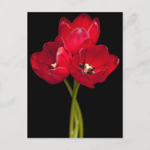 Red Tulip Flowers Black Background Floral Briefkaart