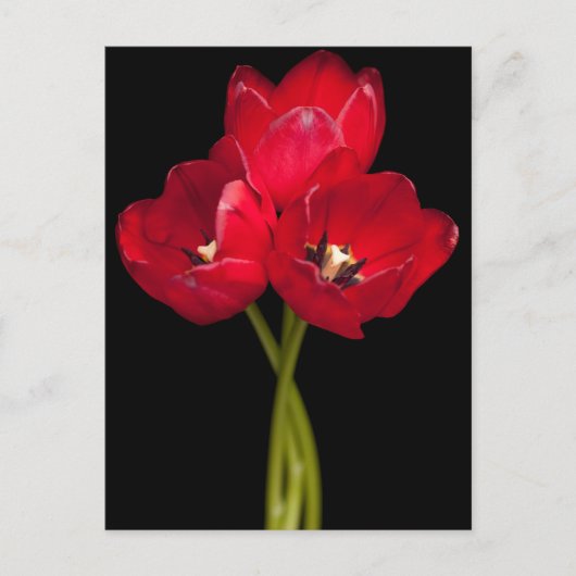 Red Tulip Flowers Black Background Floral Briefkaart (Voorkant)