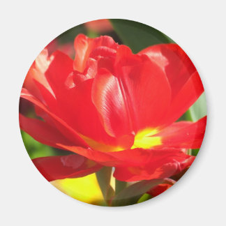 Red Tulip foto's Magneet
