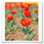 Red Tulip Garden Foto Afdruk (Voorkant)