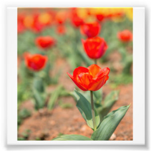 Red Tulip Garden Foto Afdruk
