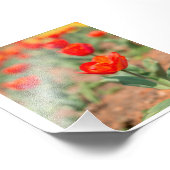 Red Tulip Garden Foto Afdruk (Hoek)
