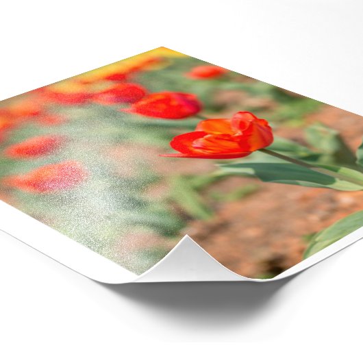 Red Tulip Garden Foto Afdruk (Hoek)