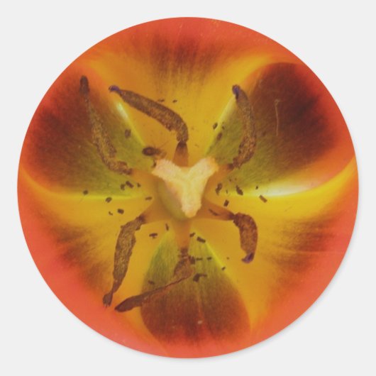Red Tulip Heart Sticker (Voorkant)