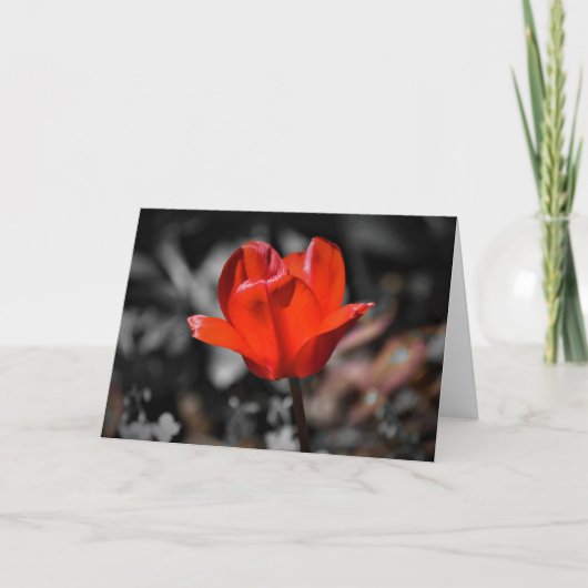 Red Tulip, kaart (Voorkant)