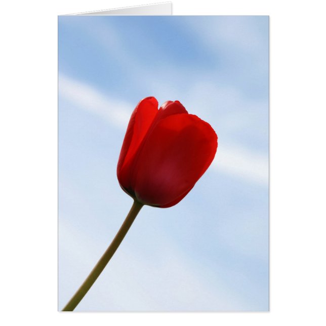 Red Tulip Kaart (Voorkant)