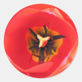 Red Tulip Macro Flower Photography Bord Ronde Sticker (Voorkant)