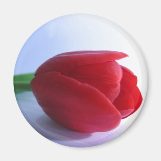Red Tulip Magnet (Voorkant)