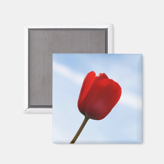 Red Tulip Magnet (Voorkant / Achterkant)