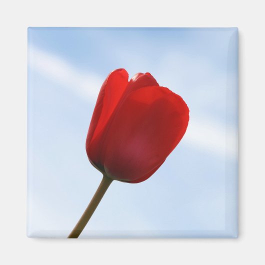 Red Tulip Magnet (Voorkant)