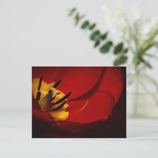Red Tulip Post Card Briefkaart (Staand voorkant)