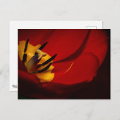 Red Tulip Post Card Briefkaart (Voorkant / Achterkant)