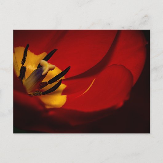 Red Tulip Post Card Briefkaart (Voorkant)