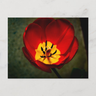 Red Tulip Post Card Briefkaart