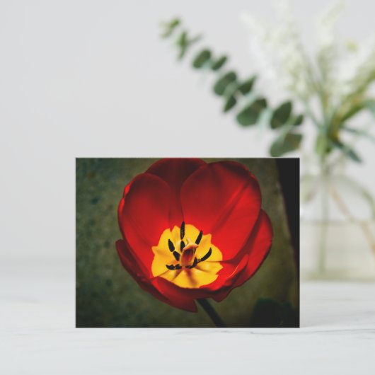 Red Tulip Post Card Briefkaart (Staand voorkant)