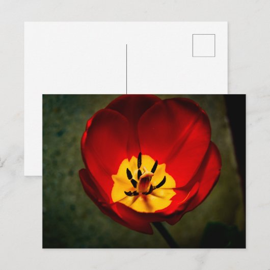 Red Tulip Post Card Briefkaart (Voorkant / Achterkant)