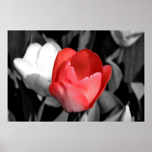 Red Tulip Poster (Voorkant)