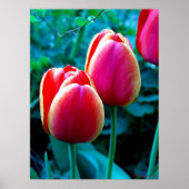 Red Tulip Poster (Voorkant)