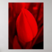 RED TULIP-Poster Poster (Voorkant)