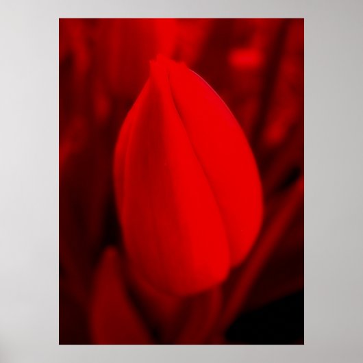 RED TULIP-Poster Poster (Voorkant)